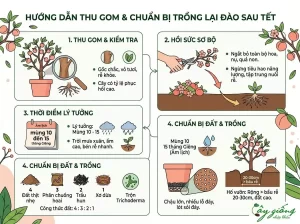 Hướng Dẫn Chi Tiết Cách Chăm Sóc Đào Sau Tết Đúng Cách