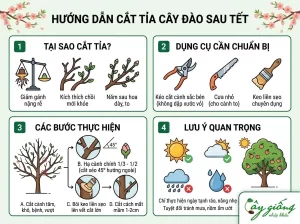 Hướng Dẫn Chi Tiết Cách Chăm Sóc Đào Sau Tết Đúng Cách