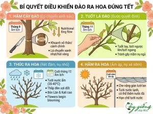 Hướng Dẫn Chi Tiết Cách Chăm Sóc Đào Sau Tết Đúng Cách
