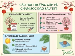 Hướng Dẫn Chi Tiết Cách Chăm Sóc Đào Sau Tết Đúng Cách