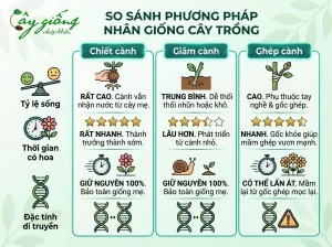 Cách Chiết Cành Hoa Hồng Chuẩn, Đảm Bảo Ra Rễ 100%