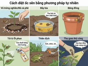 Cách Diệt Ốc Sên Hiệu Quả, An Toàn Cho Vườn Cây