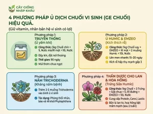 5 Cách Làm Dịch Chuối Tưới Lan Đúng Kỹ Thuật, Hiệu Quả Cao
