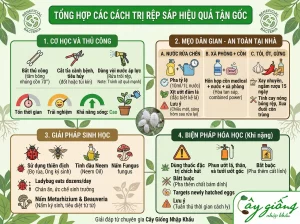 Top 4 Cách Trị Rệp Sáp Tận Gốc, An Toàn Và Hiệu Quả Nhất