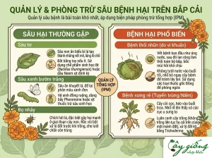 Hướng Dẫn Cách Trồng Bắp Cải Năng Suất Cao, Cuộn Chặt