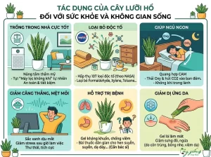 Cách Trồng Cây Lưỡi Hổ Ra Rễ Cực Nhanh, Xanh Tốt 100%