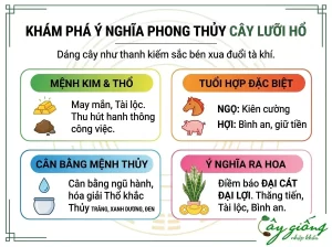 Cách Trồng Cây Lưỡi Hổ Ra Rễ Cực Nhanh, Xanh Tốt 100%