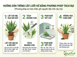Cách Trồng Cây Lưỡi Hổ Ra Rễ Cực Nhanh, Xanh Tốt 100%