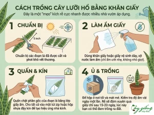 Cách Trồng Cây Lưỡi Hổ Ra Rễ Cực Nhanh, Xanh Tốt 100%