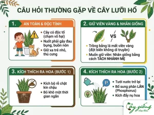 Cách Trồng Cây Lưỡi Hổ Ra Rễ Cực Nhanh, Xanh Tốt 100%