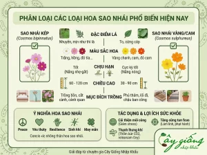 Chi Tiết Cách Trồng Hoa Sao Nhái Tại Nhà Ra Hoa Rực Rỡ