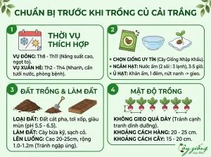 Cách Trồng Củ Cải Trắng Đơn Giản, Củ To, Mập, Năng Suất Cao