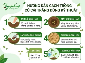 Cách Trồng Củ Cải Trắng Đơn Giản, Củ To, Mập, Năng Suất Cao