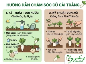 Cách Trồng Củ Cải Trắng Đơn Giản, Củ To, Mập, Năng Suất Cao