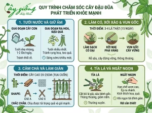 Hướng Dẫn Cách Trồng Đậu Đũa Chuẩn, Sai Quả, Ít Sâu Bệnh
