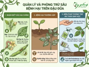 Hướng Dẫn Cách Trồng Đậu Đũa Chuẩn, Sai Quả, Ít Sâu Bệnh