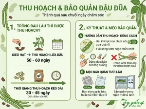 Hướng Dẫn Cách Trồng Đậu Đũa Chuẩn, Sai Quả, Ít Sâu Bệnh