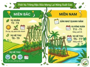 Hướng Dẫn Cách Trồng Đậu Đũa Chuẩn, Sai Quả, Ít Sâu Bệnh