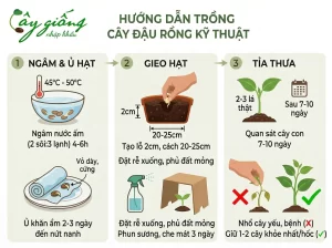 Cách Trồng Đậu Rồng Tại Nhà Sai Quả, Nhanh Thu Hoạch