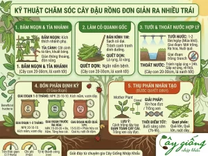 Cách Trồng Đậu Rồng Tại Nhà Sai Quả, Nhanh Thu Hoạch