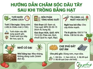 Cách Trồng Dâu Tây Bằng Hạt Nảy Mầm Nhanh, Sai Quả