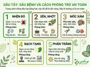 Cách Trồng Dâu Tây Bằng Hạt Nảy Mầm Nhanh, Sai Quả