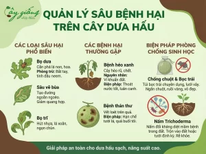 | Tháng 4 2026 Cách Trồng Dưa Hấu Cho Quả To, Ngọt Lịm, Năng Suất Cao