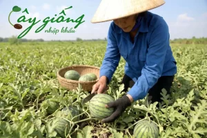 | Tháng 4 2026 Cách Trồng Dưa Hấu Cho Quả To, Ngọt Lịm, Năng Suất Cao