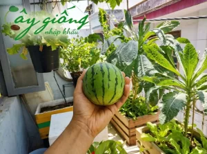 | Tháng 4 2026 Cách Trồng Dưa Hấu Cho Quả To, Ngọt Lịm, Năng Suất Cao