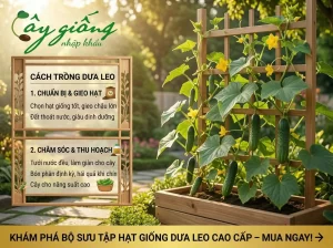 Cách Trồng Dưa Leo Tại Nhà Đúng Kỹ Thuật, Sai Trĩu Quả