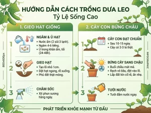 Cách Trồng Dưa Leo Tại Nhà Đúng Kỹ Thuật, Sai Trĩu Quả