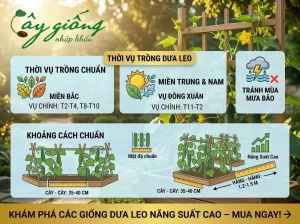 Cách Trồng Dưa Leo Tại Nhà Đúng Kỹ Thuật, Sai Trĩu Quả