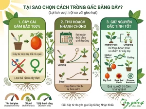 Cách Trồng Gấc Bằng Dây Đúng Kỹ Thuật, Sai Trĩu Quả
