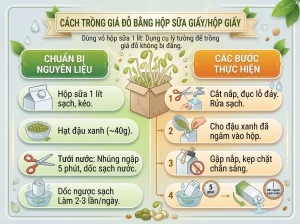 | Tháng 4 2026 Chia Sẻ Cách Trồng Giá Đỗ Sạch, Trắng Giòn, An Toàn Tại Nhà