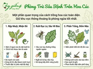 Cách Trồng Hoa Cúc Nở Rực Rỡ, Ra Hoa Chuẩn Kịp Tết