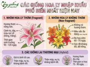 | Tháng 4 2026 Hướng Dẫn Cách Trồng Hoa Ly Đẹp, Nở To Đúng Dịp Tết Từ A-Z