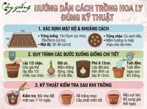 | Tháng 4 2026 Hướng Dẫn Cách Trồng Hoa Ly Đẹp, Nở To Đúng Dịp Tết Từ A-Z