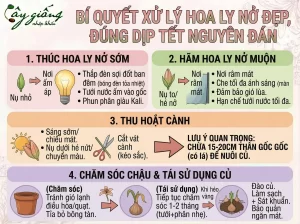 | Tháng 4 2026 Hướng Dẫn Cách Trồng Hoa Ly Đẹp, Nở To Đúng Dịp Tết Từ A-Z