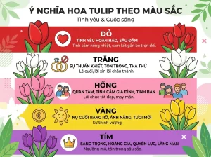 Cách Trồng Hoa Tulip Đơn Giản, Dễ Chăm, Nở Đẹp Mê Ly