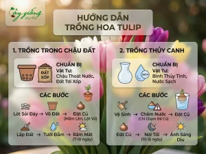 Cách Trồng Hoa Tulip Đơn Giản, Dễ Chăm, Nở Đẹp Mê Ly