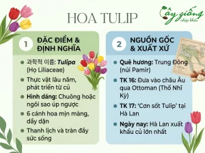 Cách Trồng Hoa Tulip Đơn Giản, Dễ Chăm, Nở Đẹp Mê Ly
