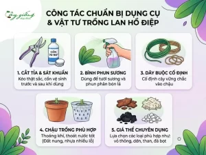 Cách Trồng Lan Hồ Điệp Sau Tết - Bí Quyết Phục Hồi Cây Khỏe, Ra Hoa Đẹp