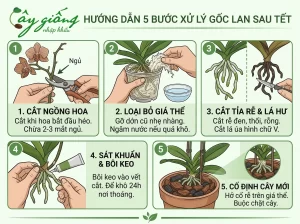 Cách Trồng Lan Hồ Điệp Sau Tết - Bí Quyết Phục Hồi Cây Khỏe, Ra Hoa Đẹp