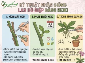 Cách Trồng Lan Hồ Điệp Sau Tết - Bí Quyết Phục Hồi Cây Khỏe, Ra Hoa Đẹp