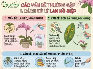Cách Trồng Lan Hồ Điệp Sau Tết - Bí Quyết Phục Hồi Cây Khỏe, Ra Hoa Đẹp