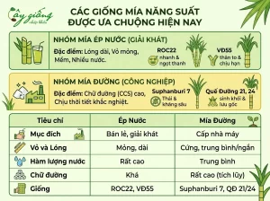 Hướng Dẫn Cách Trồng Mía Chuẩn Kỹ Thuật, Năng Suất Cao