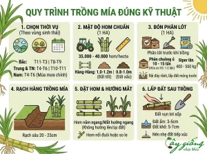 Hướng Dẫn Cách Trồng Mía Chuẩn Kỹ Thuật, Năng Suất Cao