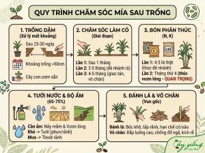 Hướng Dẫn Cách Trồng Mía Chuẩn Kỹ Thuật, Năng Suất Cao