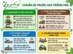 Hướng Dẫn Cách Trồng Mía Chuẩn Kỹ Thuật, Năng Suất Cao