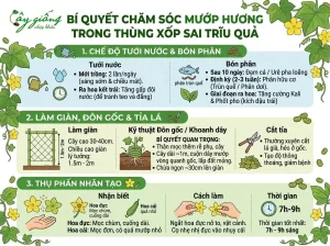 Cách Trồng Mướp Hương Trong Thùng Xốp Cho Quả To Và Dài